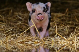 Ein Ferkel steht im Stroh
