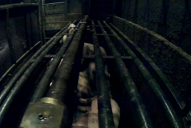 Ein Schwein reckt seine Schnauze durch die Gitter einer so genannten Gondel, mit der es in einem Paternoster-Aufzug in die CO2-Senke gefahren wird