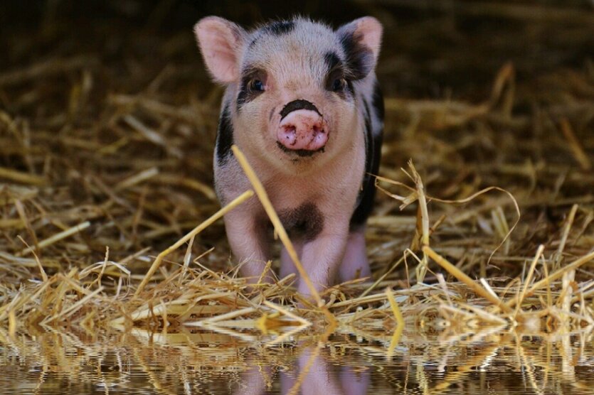 Ein Ferkel steht im Stroh