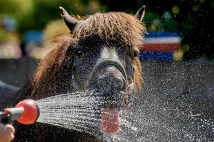 Ein Islandpony trinkt mit hängender Zunge Wasser aus einem Wasserstrahl