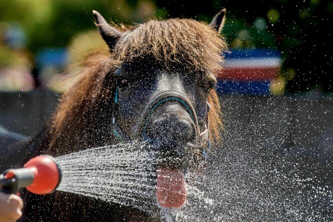 Ein Islandpony trinkt mit hängender Zunge Wasser aus einem Wasserstrahl