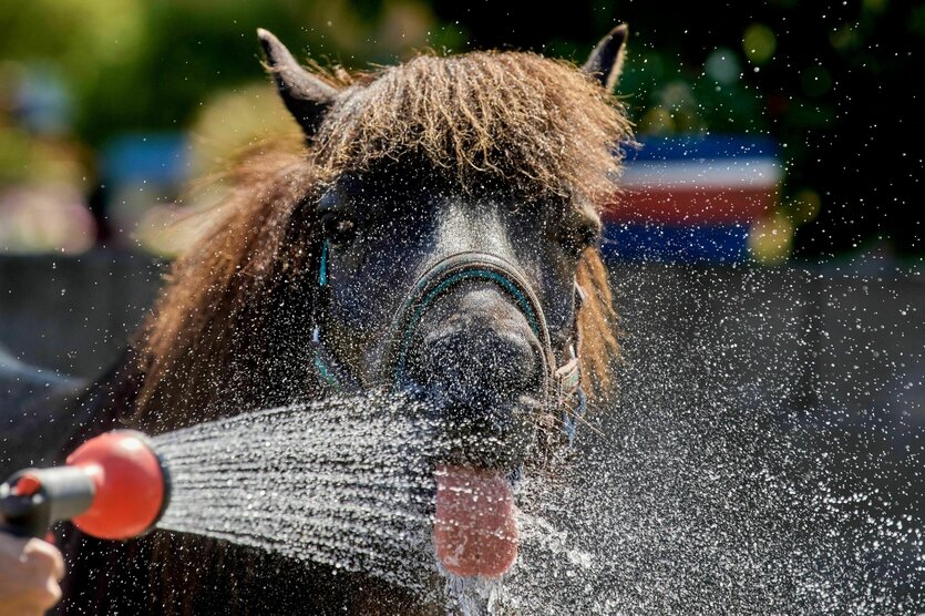 Ein Islandpony trinkt mit hängender Zunge Wasser aus einem Wasserstrahl