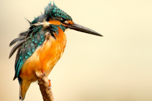 Foto eines Eisvogels, der auf einem Zweig sitzt. Sein Gefieder ist leuchtend blau-türkis auf dem Rücken und Kopf, während Brust und Bauch kräftig orange gefärbt sind. Die Federn sind etwas zerzaust.
