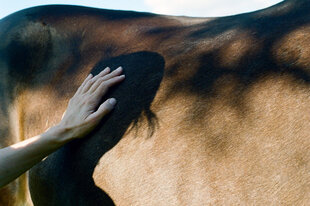 Foto einer Hand, die das glatte, glänzende Fell eines Pferdes an der Seite berührt. Unter der Hand und den Bauch hinab fällt ein Schatten der nicht zu sehenden Person. Auf dem Pferderücken ist ein Schattenspiel eines naheliegenden Blattwerkes.