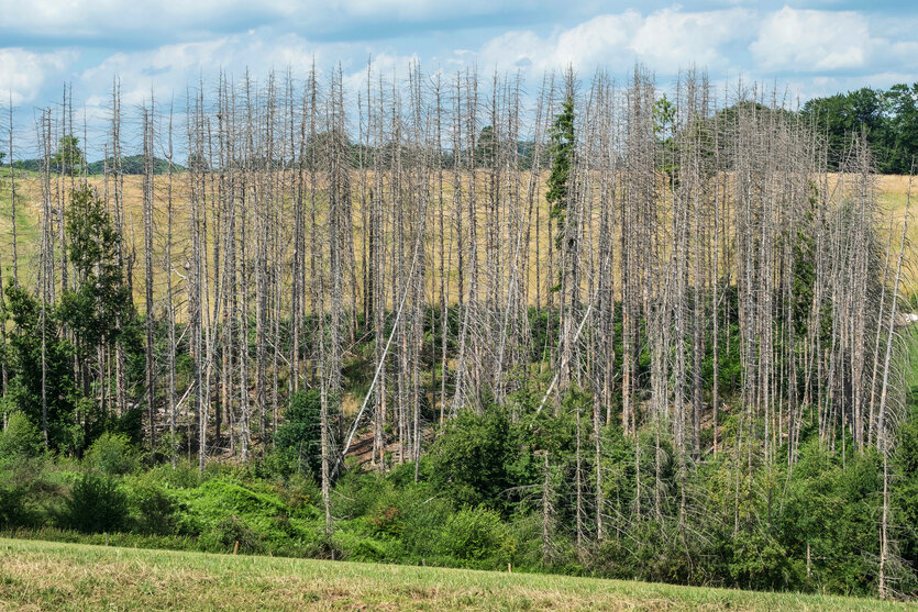 Gruppe von abgestorbenen Bäumen im bergischen Land bei Overath