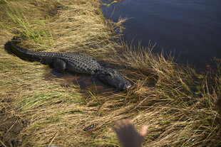 Alligator liegt auf trockenem Gras am Ufer