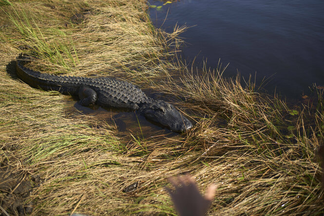 Alligator liegt auf trockenem Gras am Ufer