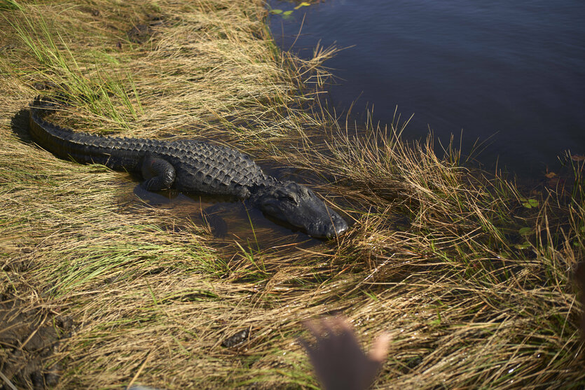 Alligator liegt auf trockenem Gras am Ufer