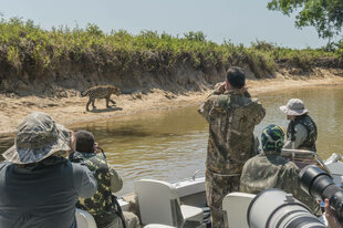 Touristen fotografieren von einem Boot aus einen Jaguar.