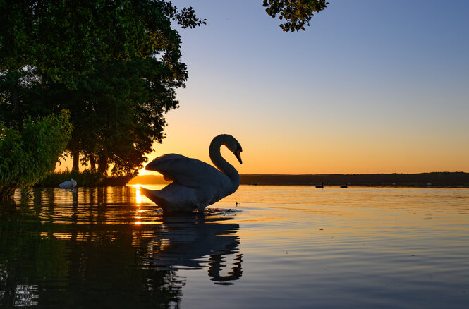 Schwan im See