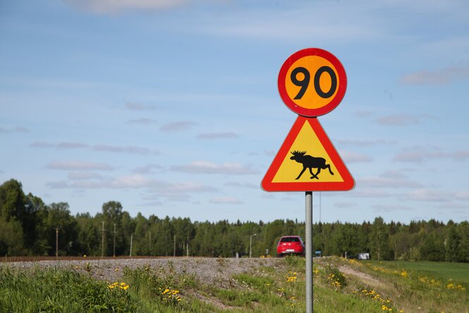 Ein Warnschild neben einer Straße in Schweden warnt vor Elchen.