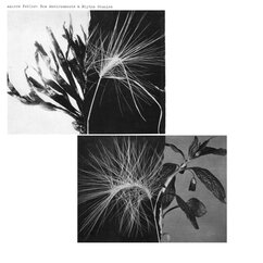 Albumcover von "New Environments & Rhythm Studies" von Andrew Pekler. Zwei Schwarz-Weiß-Aufnahmen mit Pflanzenblättern sind auf einem weißen Hintergrund platziert. Die Pflanzen sind jeweils mit zwei Flächen im Hell-Dunkel-Kontrast hinterlegt.