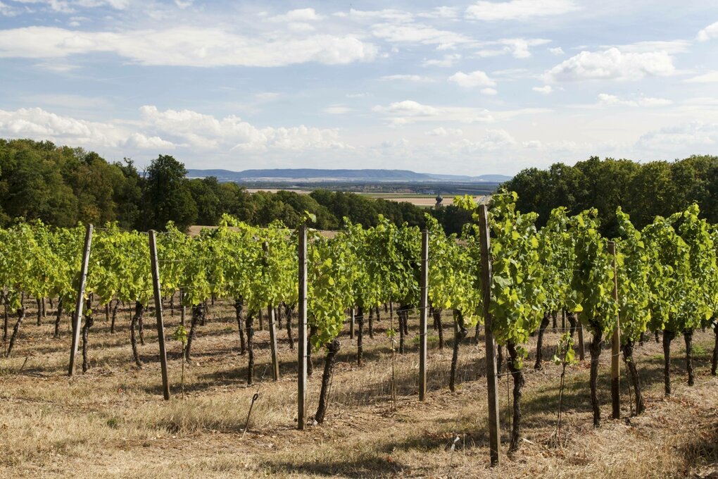 Weinreben bei Volkach, Landkreis Kitzingen, Unterfranken