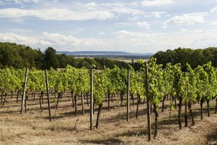 Weinreben bei Volkach, Landkreis Kitzingen, Unterfranken