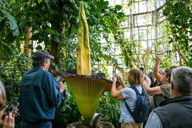 Riesige Titanenwurz blüht im Botanischen Garten vor Besucher:innen.