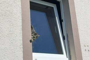 Dieses von der Feuerwehr Lage zur Verfügung gestellte Foto zeigt eine Katze, die in einem auf kipp stehenden Fenster eingeklemmt ist. Mit einer Drehleiter konnte die Katze durch Feuerwehrleute aus ihrer misslichen Lage befreit werden.