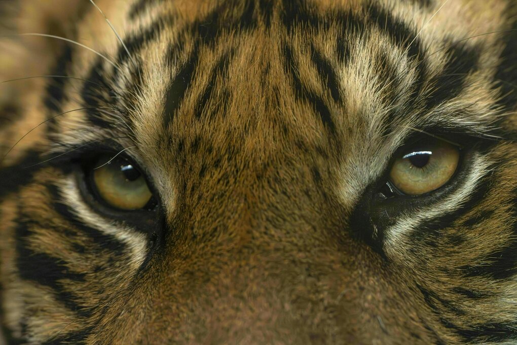 Tigeraugen schauen dich an