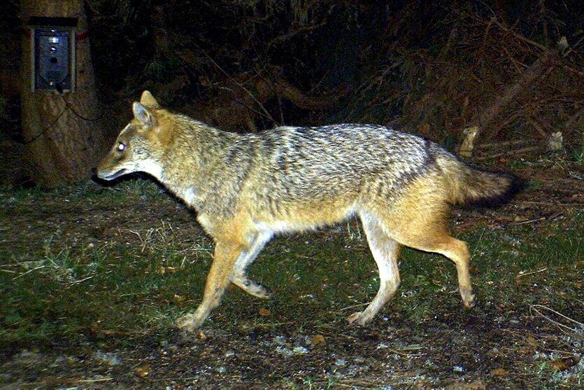 Ein Goldschakal läuft nachts durch den Wald, an einem Baum ist eine Wildkamera installiert