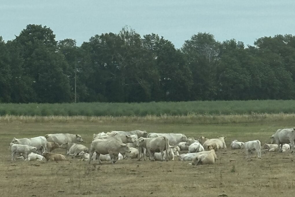 Eine Herder beiger Kühe auf einer Wiese vor einem Wald