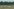 Eine Herder beiger Kühe auf einer Wiese vor einem Wald