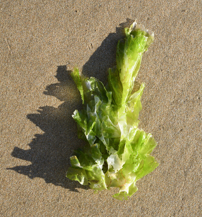 Eine grüne Meeresalge am Sandstrand
