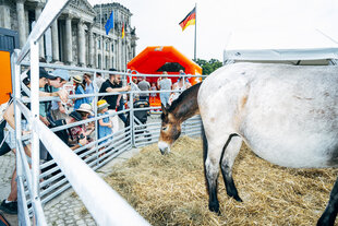 Menschen schauen auf eine improvisierte Pferdekoppel, die vor dem Reichstagsgebäude steht. Der Kopf eines braunen Pferdes scheint aus dem Hintern eines weißen Pferdes zu kommen, das vor ihm steht.