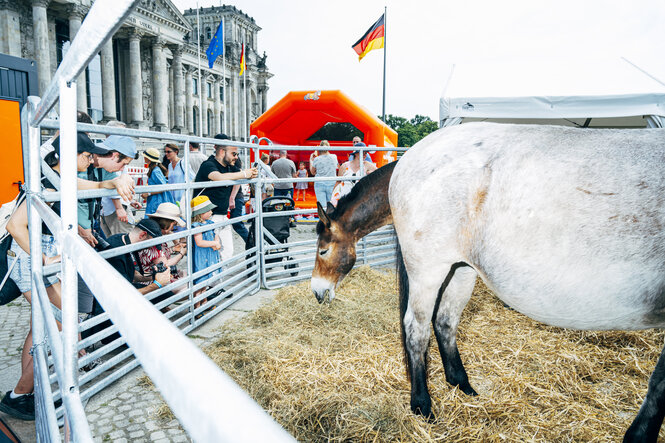 Menschen schauen auf eine improvisierte Pferdekoppel, die vor dem Reichstagsgebäude steht. Der Kopf eines braunen Pferdes scheint aus dem Hintern eines weißen Pferdes zu kommen, das vor ihm steht.