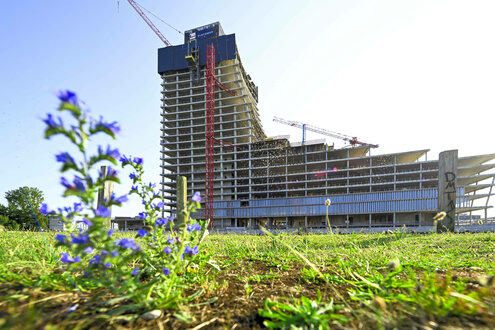 Der Elbtower-Stumpf hinter einer grünen Wiese mit blühender Pflanze