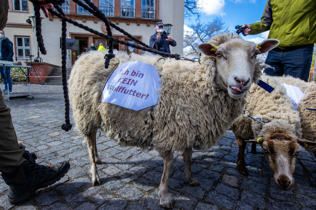 Ein Schaf mit der Aufschrift "Ich bin kein Wolffutter"