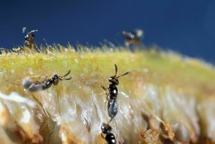 Feigenwespen in Aktion