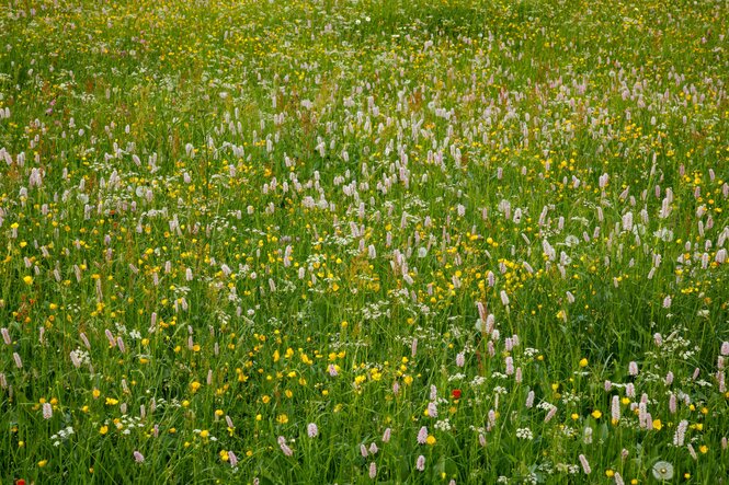 Blumenwiese
