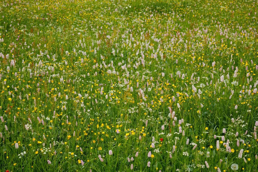 Blumenwiese