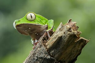 Ein Baumfrosch auf einem Ast.