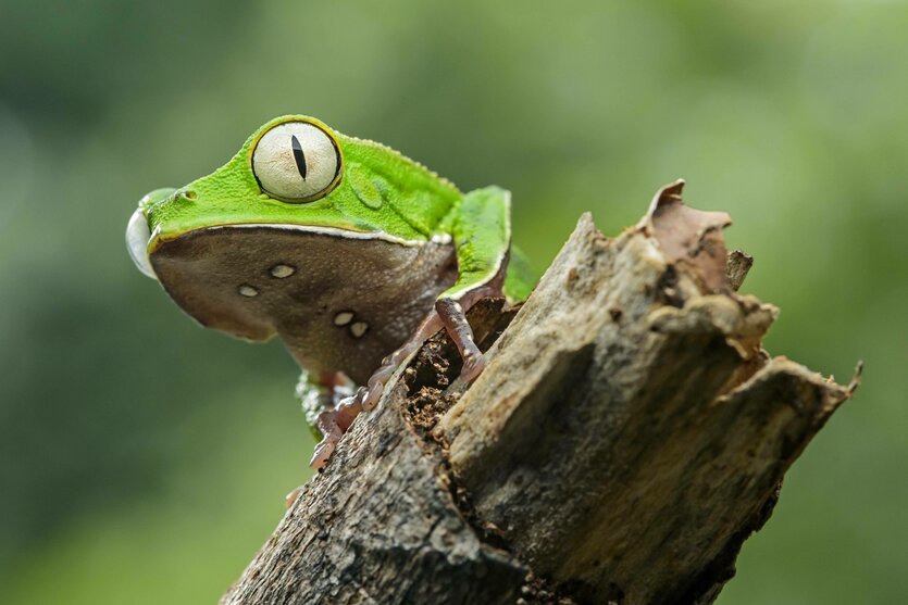 Ein Baumfrosch auf einem Ast.