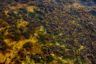 Algen und Seegras durchsetzen die Flachwasserbereiche am Strand der Kieler Förde.