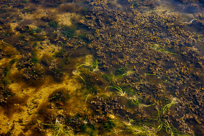 Algen und Seegras durchsetzen die Flachwasserbereiche am Strand der Kieler Förde.