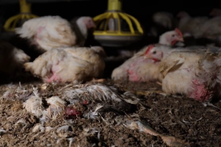 Hühner in dunkler Stallumgebung, ein totes Huhn liegt im schmutzigen Boden
