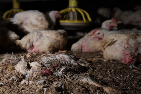 Hühner in dunkler Stallumgebung, ein totes Huhn liegt im schmutzigen Boden