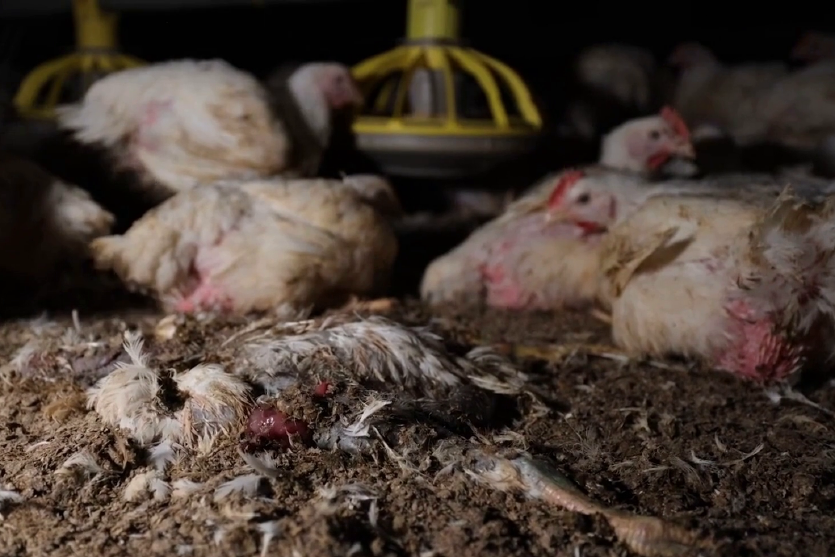 Hühner in dunkler Stallumgebung, ein totes Huhn liegt im schmutzigen Boden
