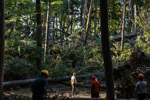 Männer mit Helm stehen im Wald vor umgekippten Bäumen