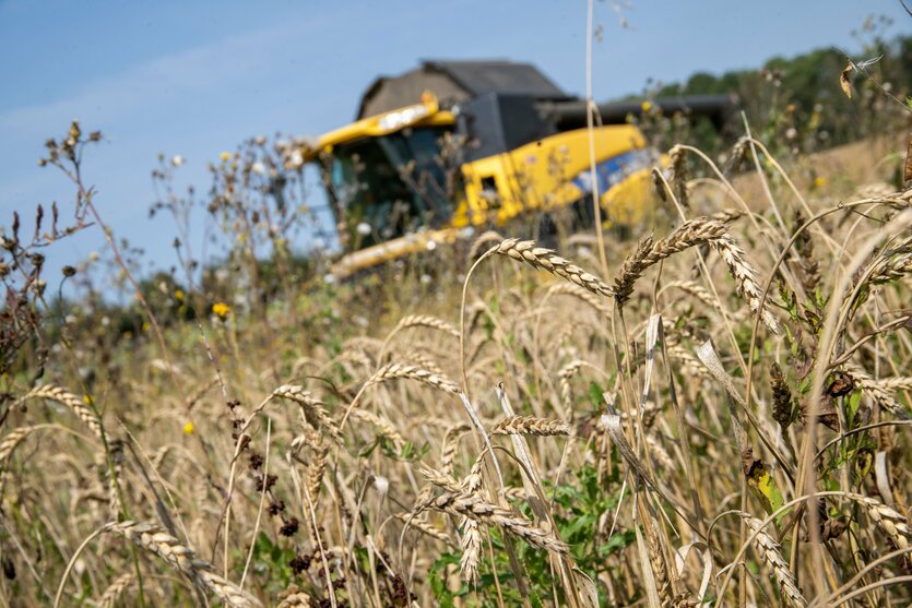 Mähmaschine auf Kornfeld, schräg von vorn fotografiert
