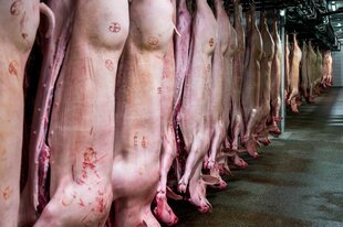 Geschlachtete Schweinehälften hängen an einer Stange