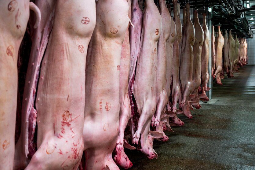 Geschlachtete Schweinehälften hängen an einer Stange