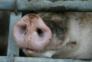 Eine Schweineschnauze ragt durch ein Gitter durch