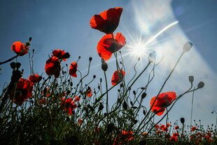 Klatschmohn blüht an einem Feld