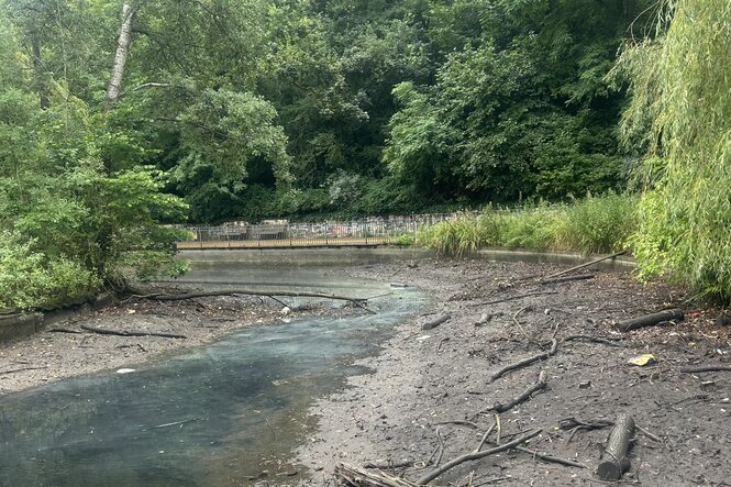 Der Wasserstand im Großen Teich im Volkspark ist sehr niedrig.