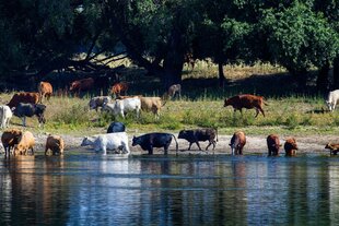 Rinder nutzen das flache Wasser am Ufer der Elbe und nehmen ein Bad oder trinken