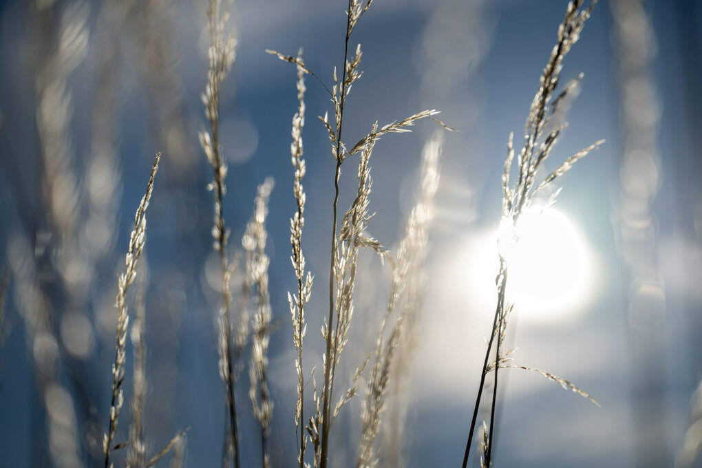 Gräser vor niedrig stehender Sonne
