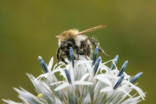Biene auf Blüte