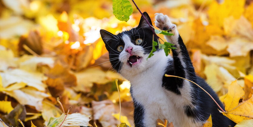 Eine Katze hascht nach einem Blatt, das über ihr hängt